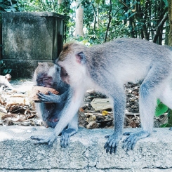 laisse moi manger - Sacred Monkey Forest Sanctuary - The Chris's Adventures