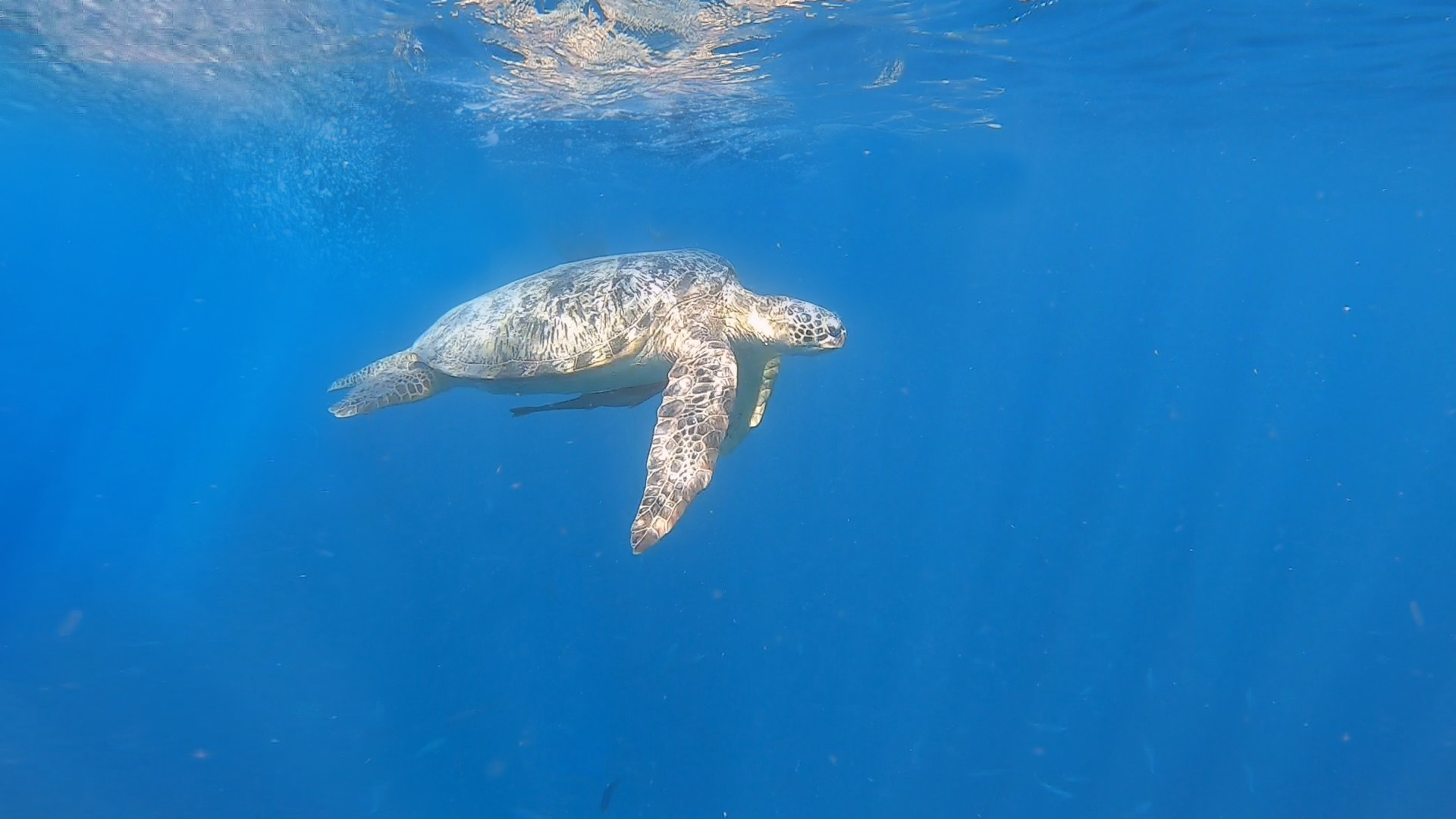 La plus belle des tortues de mer - Gili Meno - The Chris's Adventures